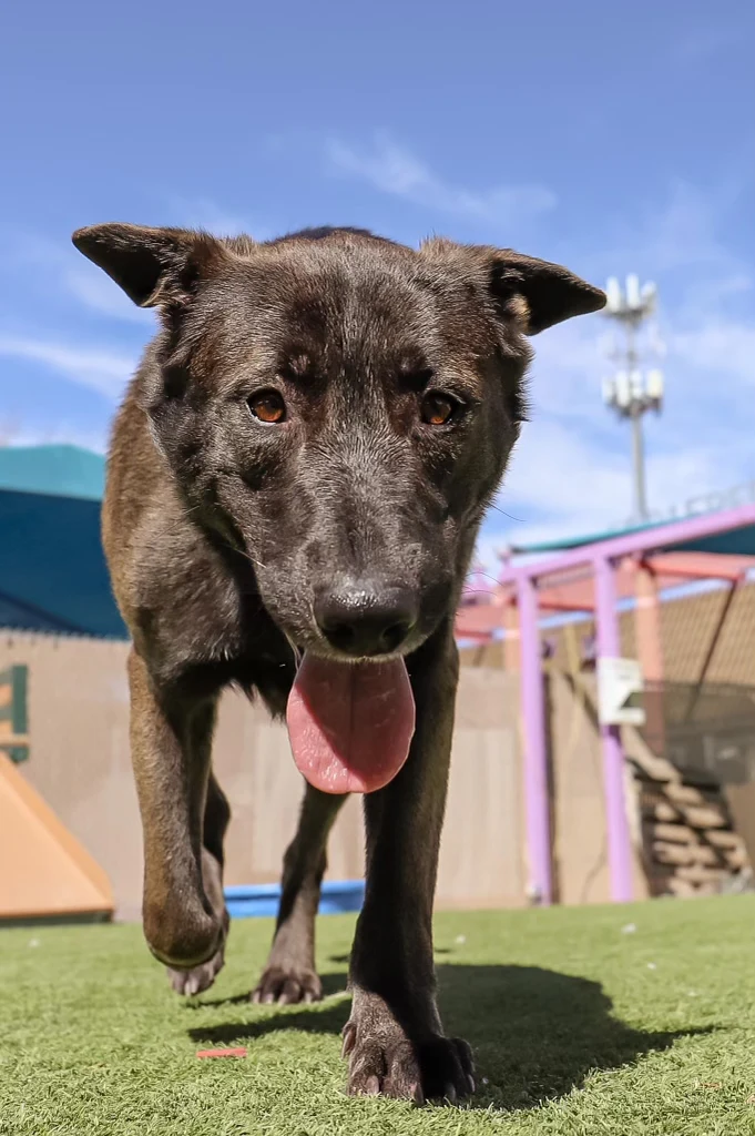 Wallace City of El Paso Animal Services 1