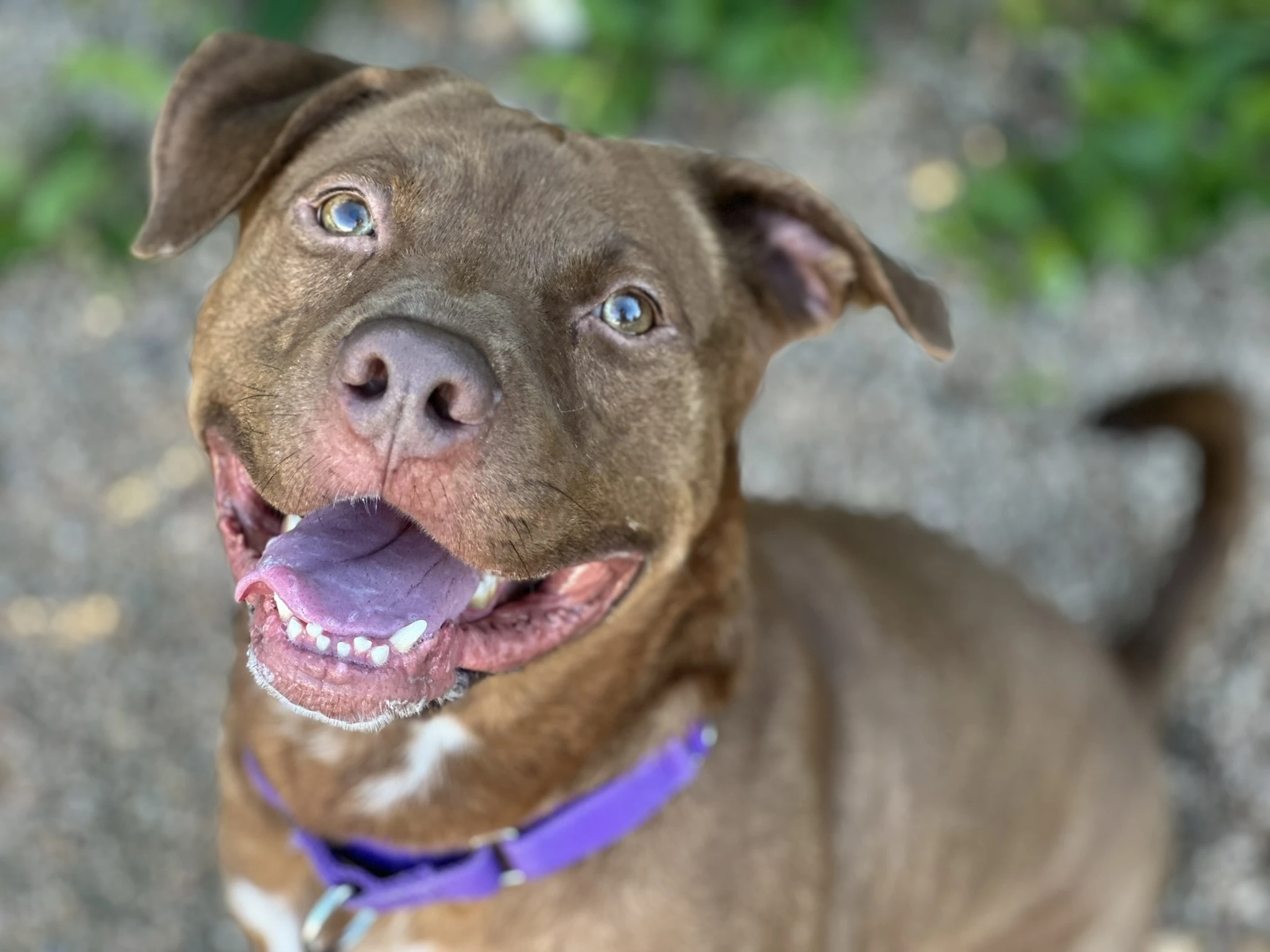 Bones Williamson County Regional Animal Shelter 2