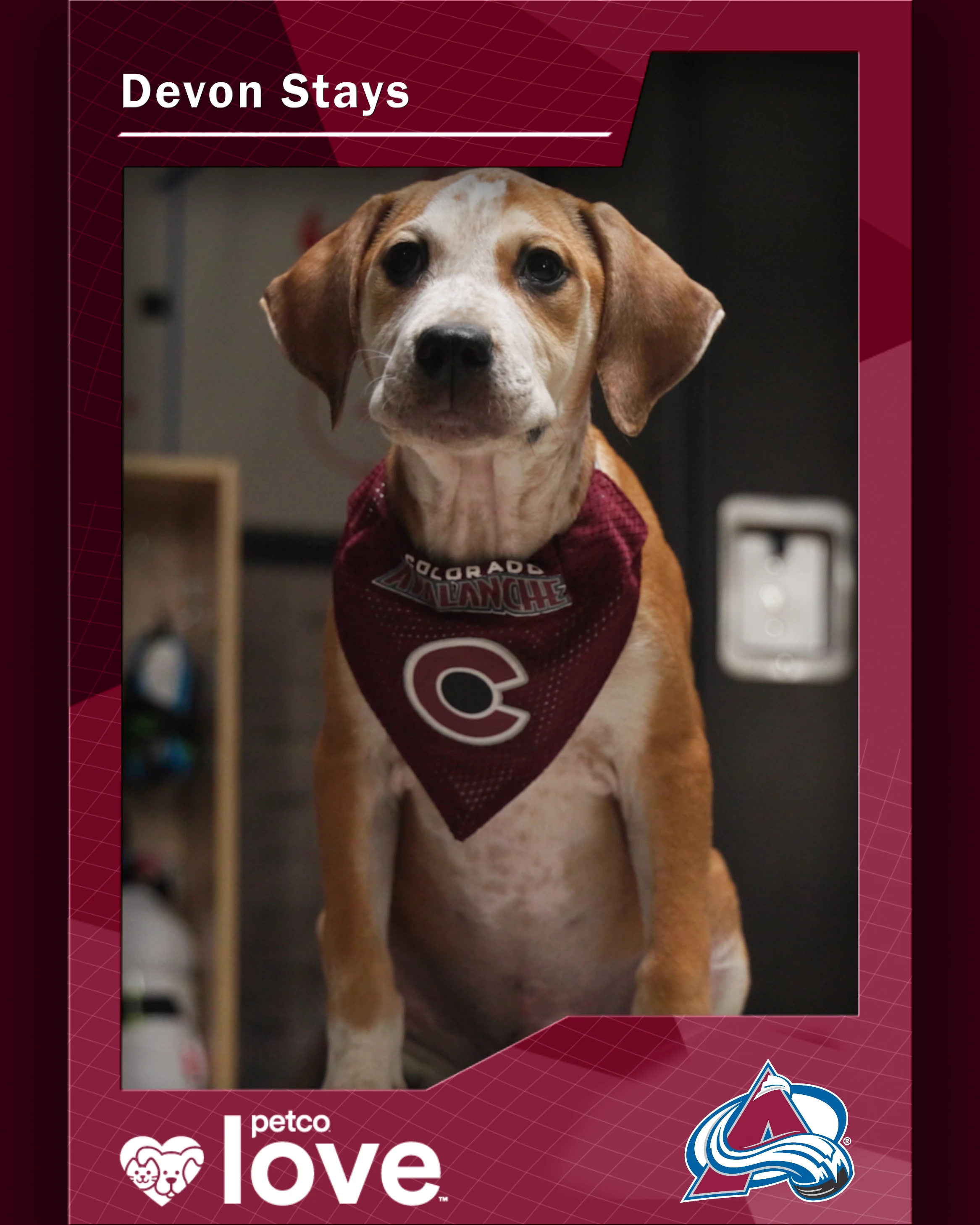 Stanley Pup Ashe aka Devon Stays player card front