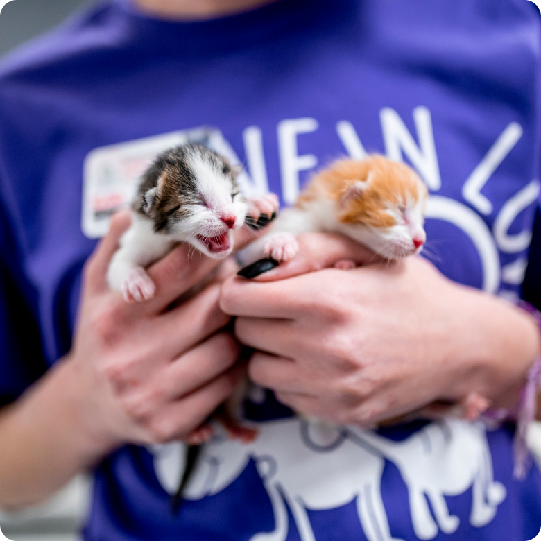 Animal Welfare Grants Apply Today! Petco Love