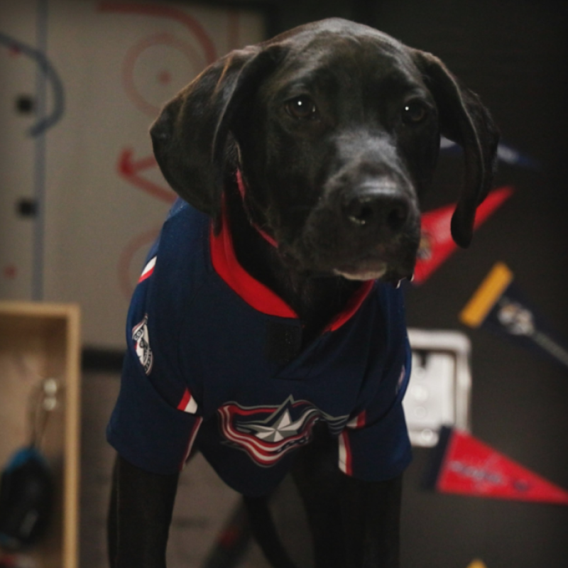 Image of Wrigley aka Elvis Merleashkins