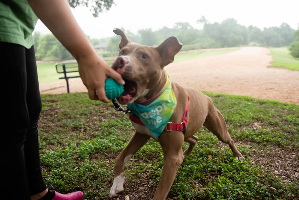 Diesel Williamson County Regional Animal Shelter 3