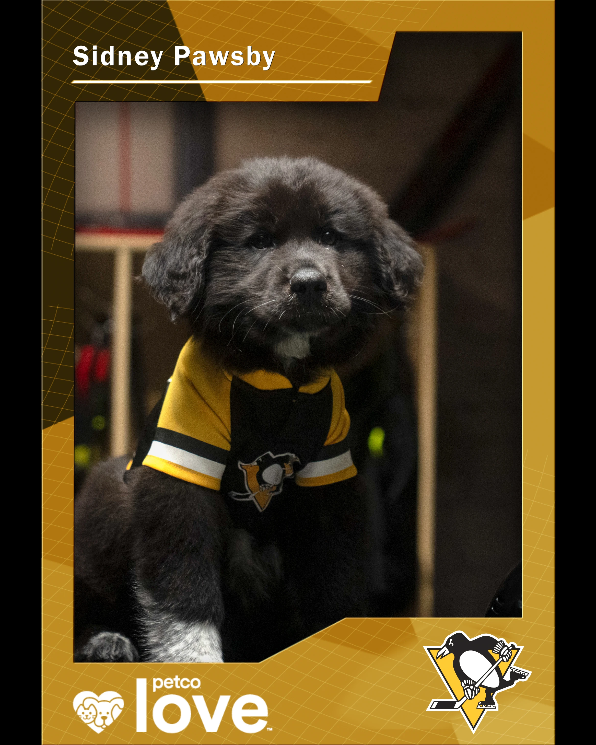 Stanley Pup Cian O'Clery aka Sidney Pawsby player card front