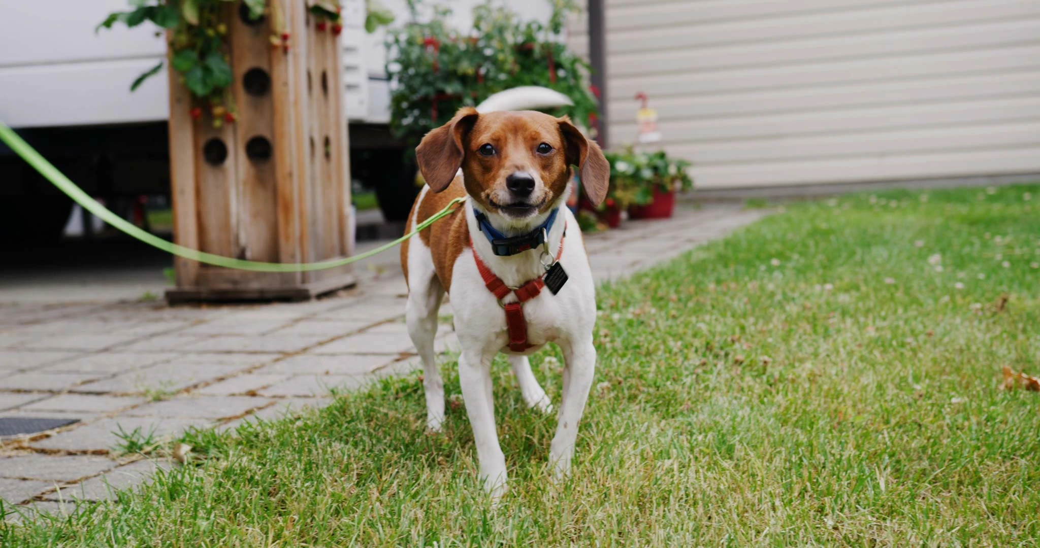 Small Dog with Leash and Harness