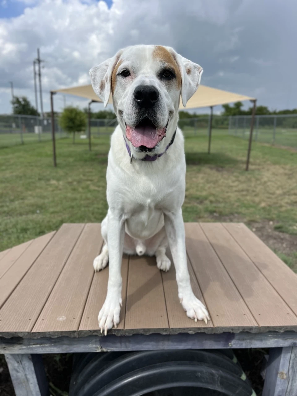 Copper Williamson County Regional Animal Shelter 3