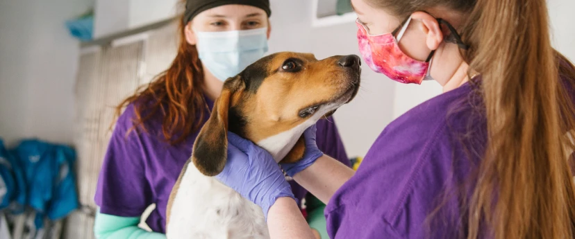 free-low-cost-vaccines-for-shelter-partners-petco-love