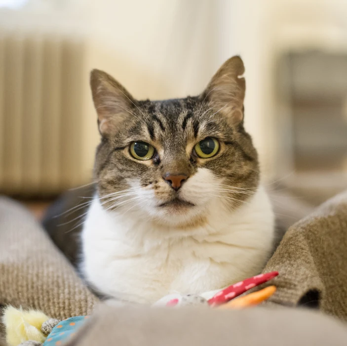 Help Provide Lifesaving Pet Cancer Treatment Petco Love Care Help Provide Lifesaving Pet Cancer Treatment Petco Love Care