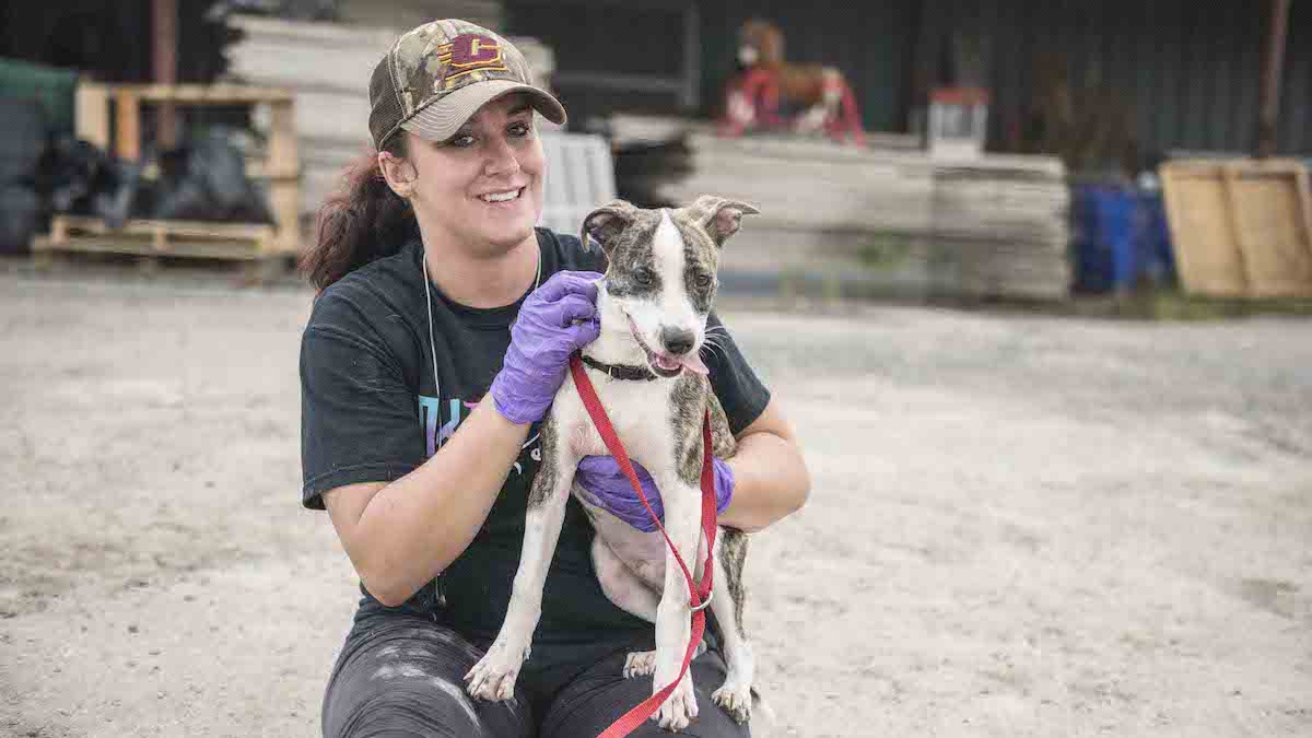 Help Stray Dogs and Cats with a Found Pet Kit