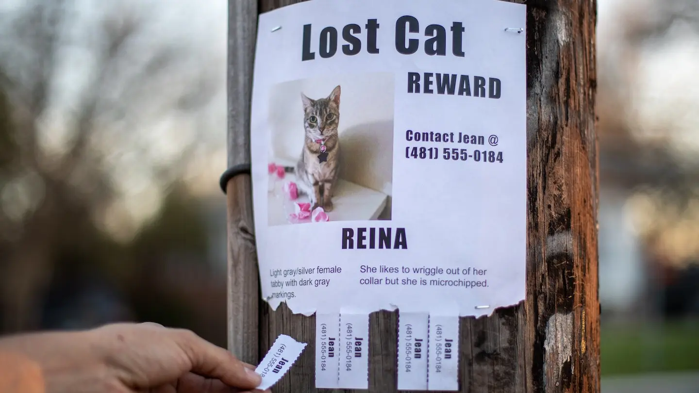 Lost Cat Poster for Reina