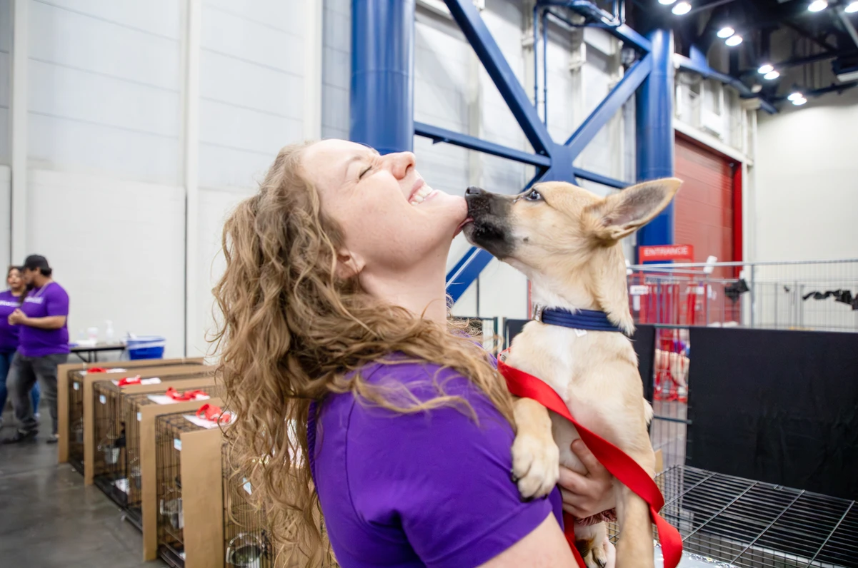 Houston Mega Adoption Event Pet Person Connection