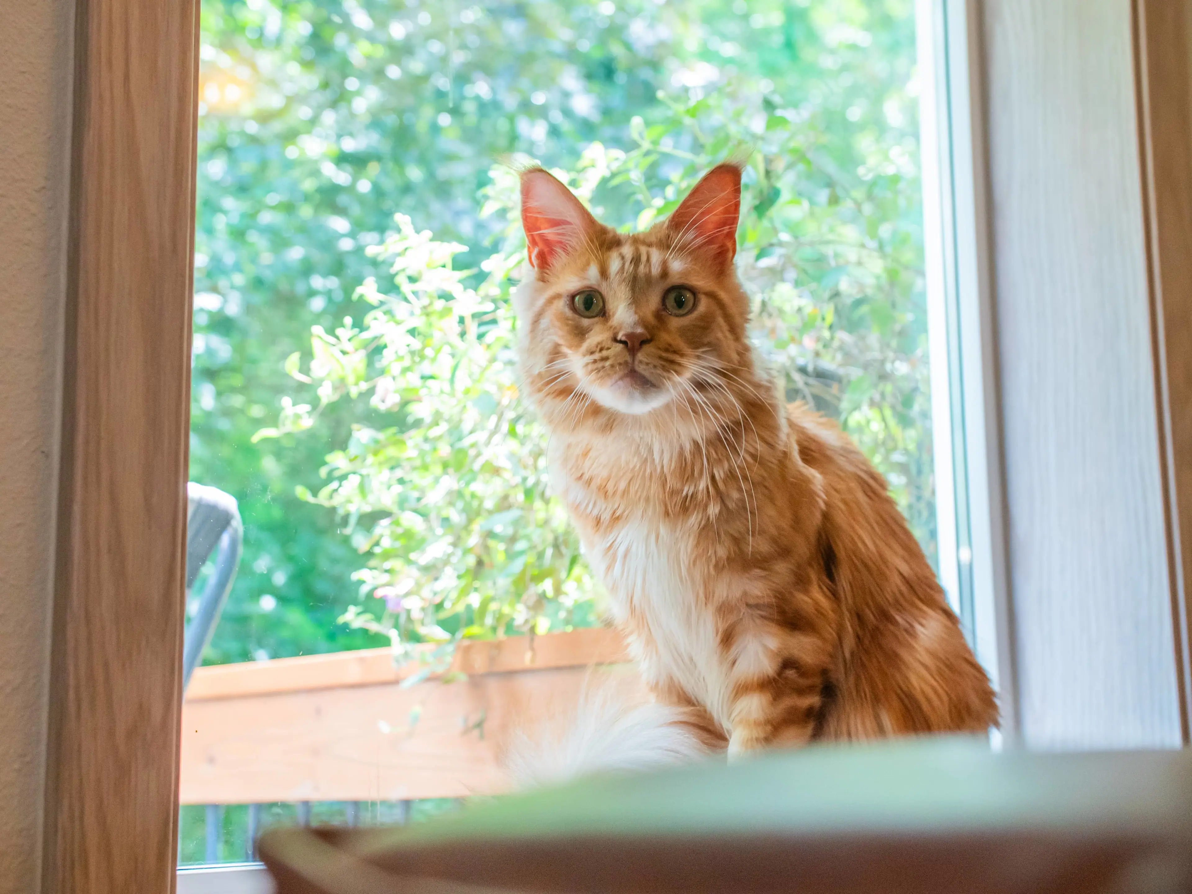 10 million+ pets go missing every year—many never make it back home. image