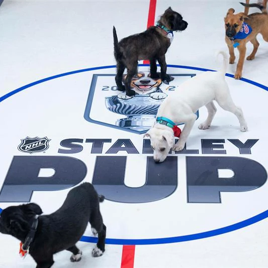 Adorable puppies on the ice at the Stanley Pup hockey tournament