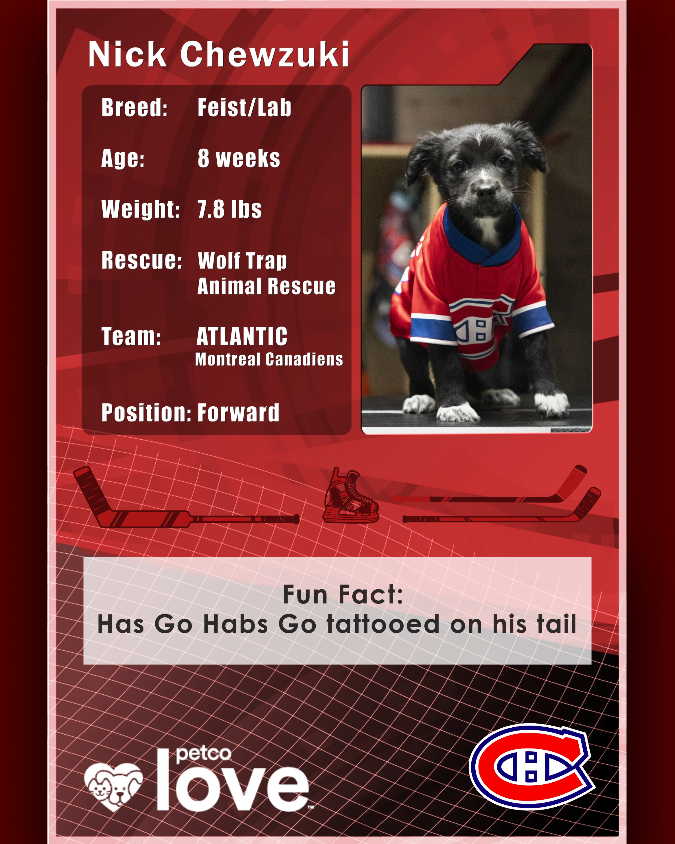 Stanley Pup Make Way For Ducklings aka Nick Chewzuki player card back