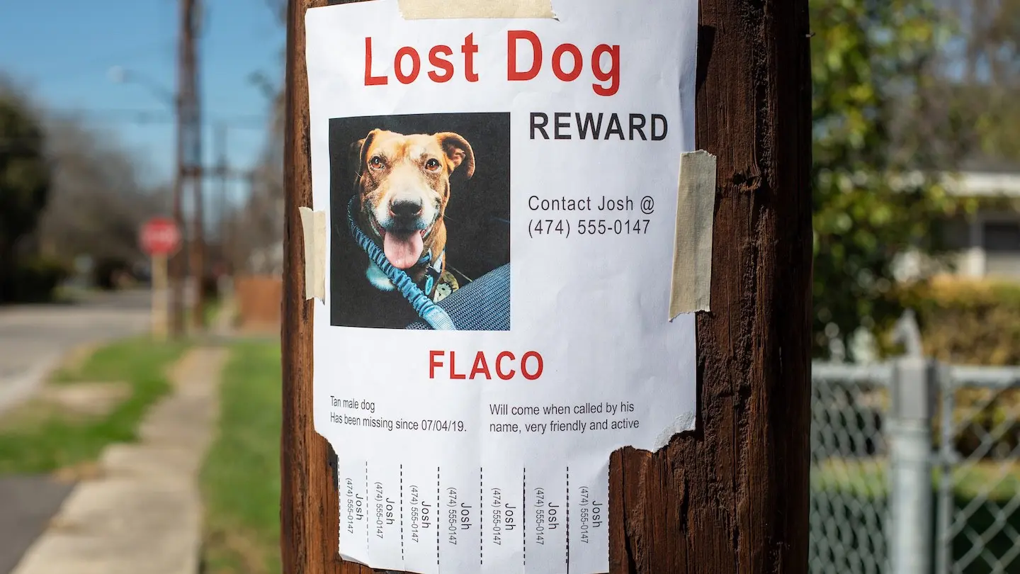 Lost Dog Poster for Flaco