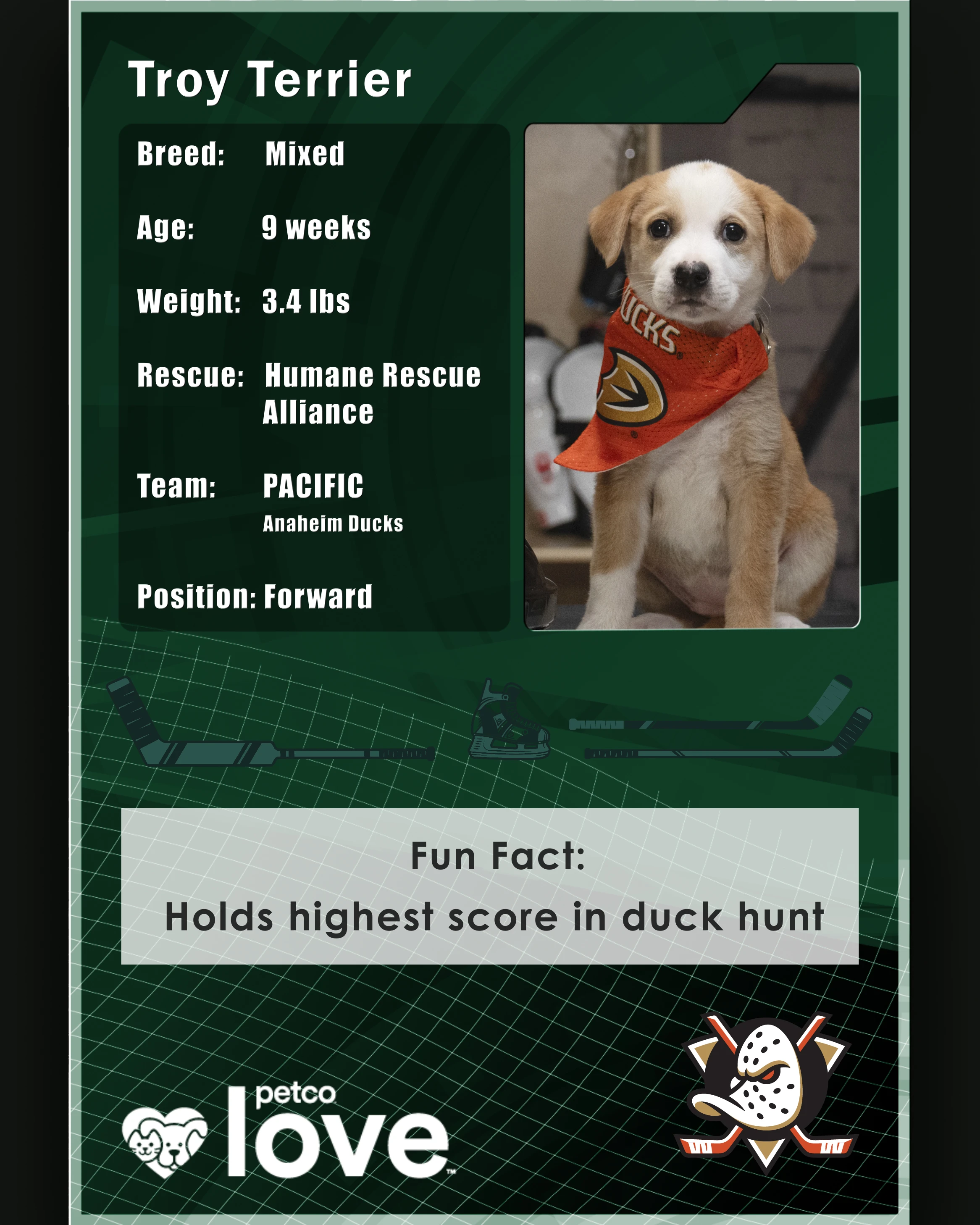 Stanley Pup Ice Breaker aka Troy Terrier player card back