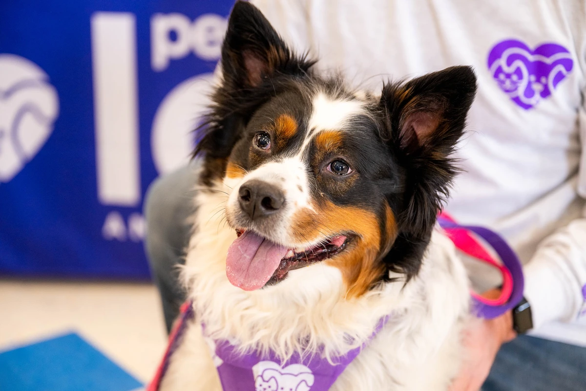 Petco Love Stories Winner - Zoey