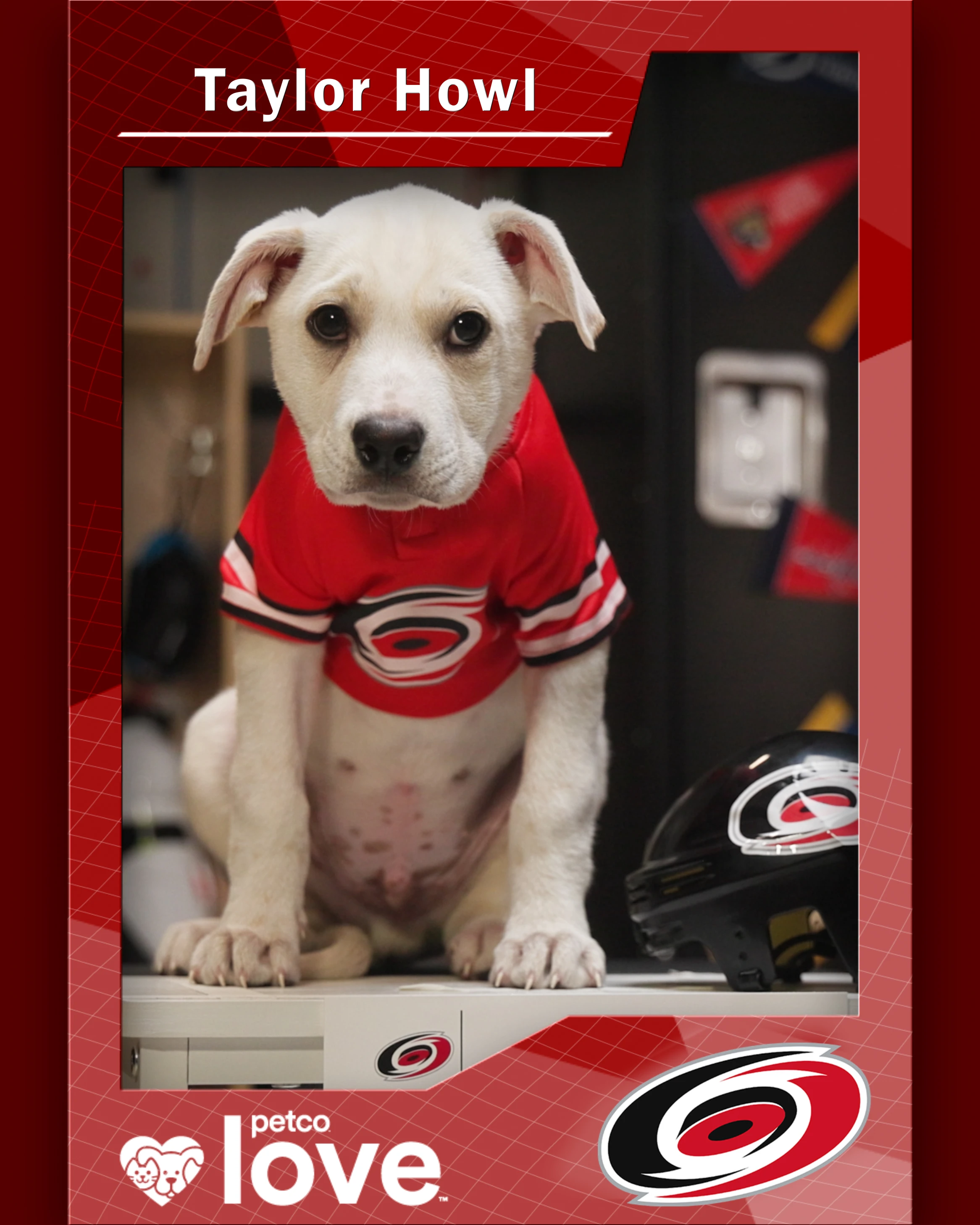 Stanley Pup Perry aka Taylor Howl player card front