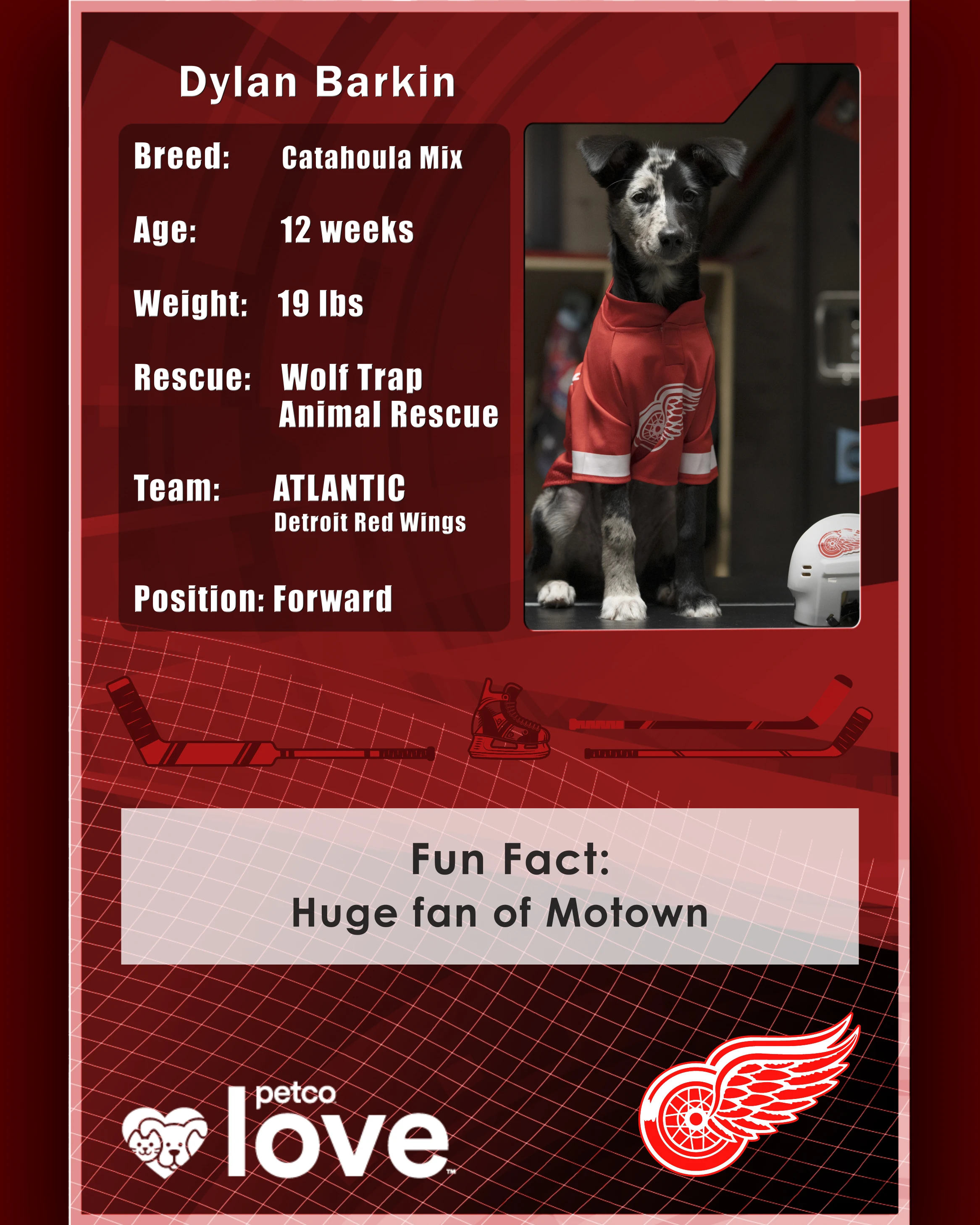 Stanley Pup Georgie Harris aka Dylan Barkin player card back