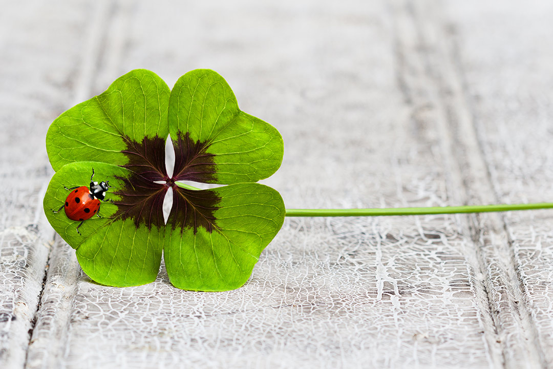 Four leaf clover