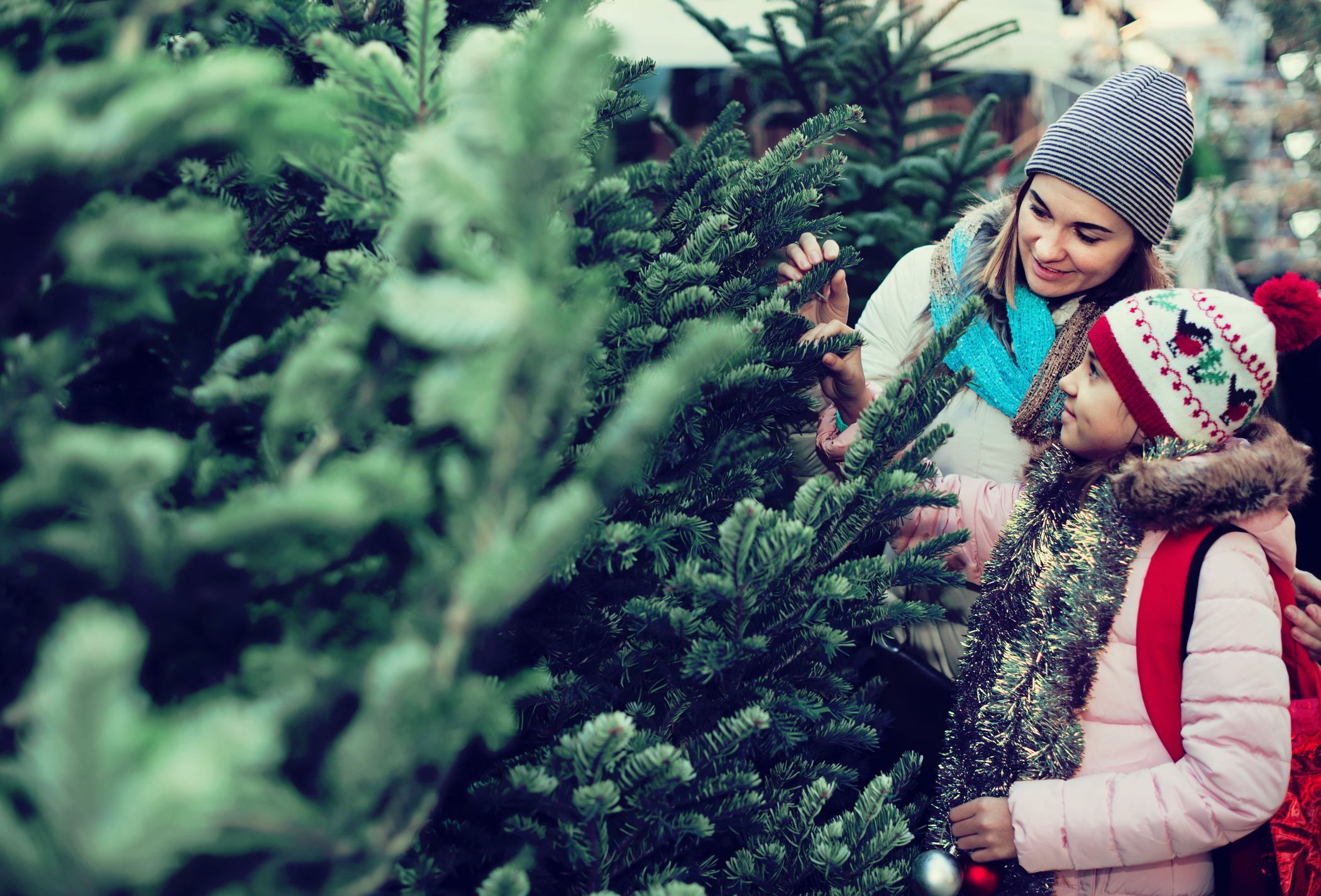 A mother and daughter looking at live Christmas trees.