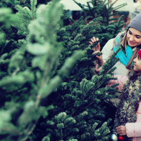 A mother and daughter looking at live Christmas trees.