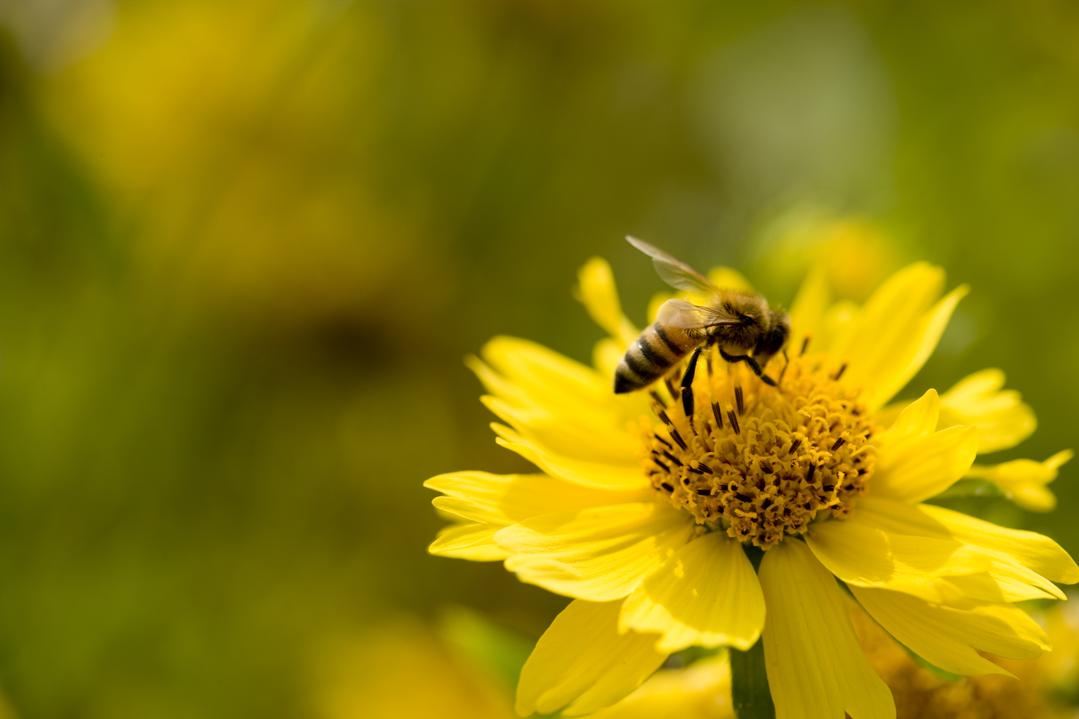 A bee on a yellow flower.