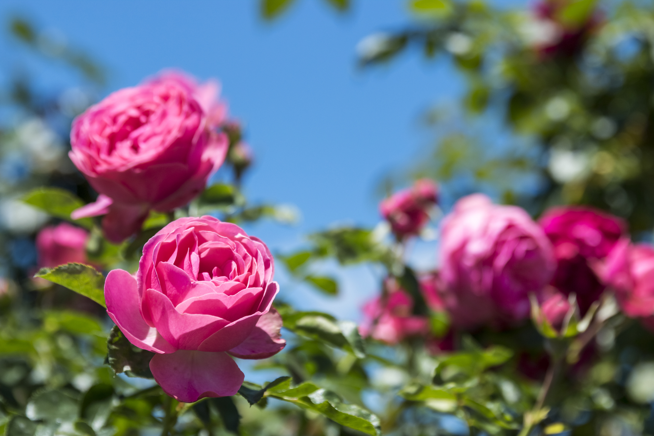 Pink roses and a blue sky.