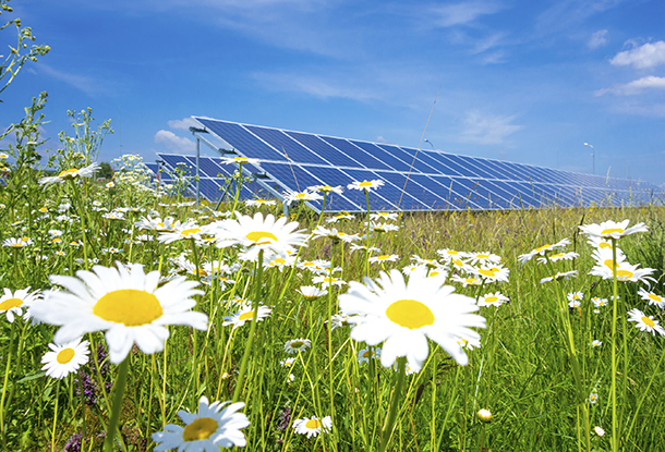 solar farm with daisies 