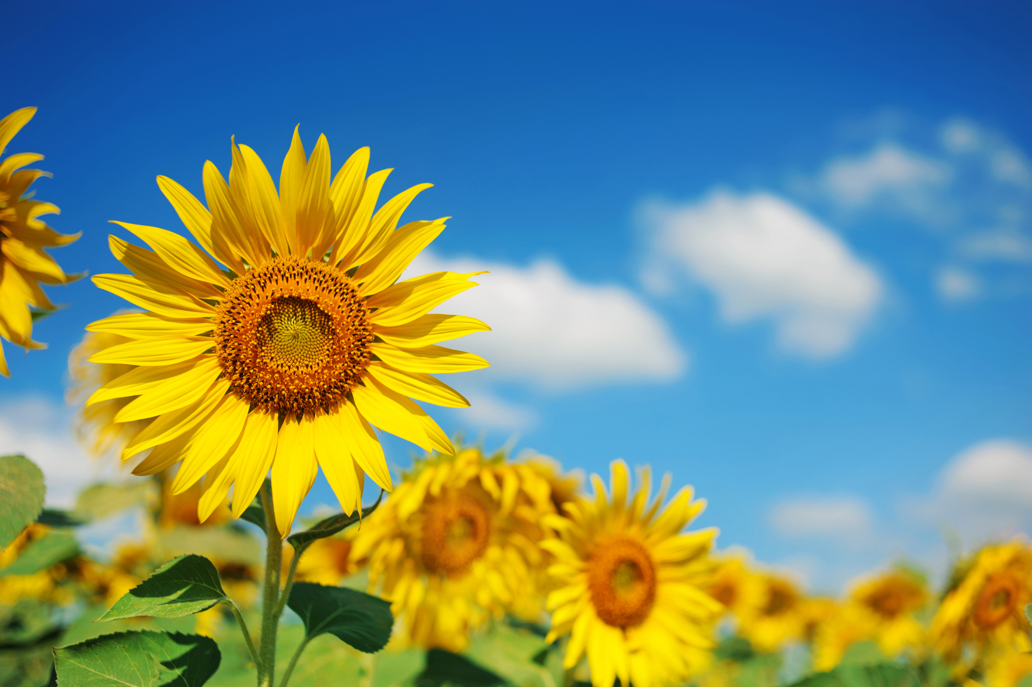 A sunflower with a blue sky.
