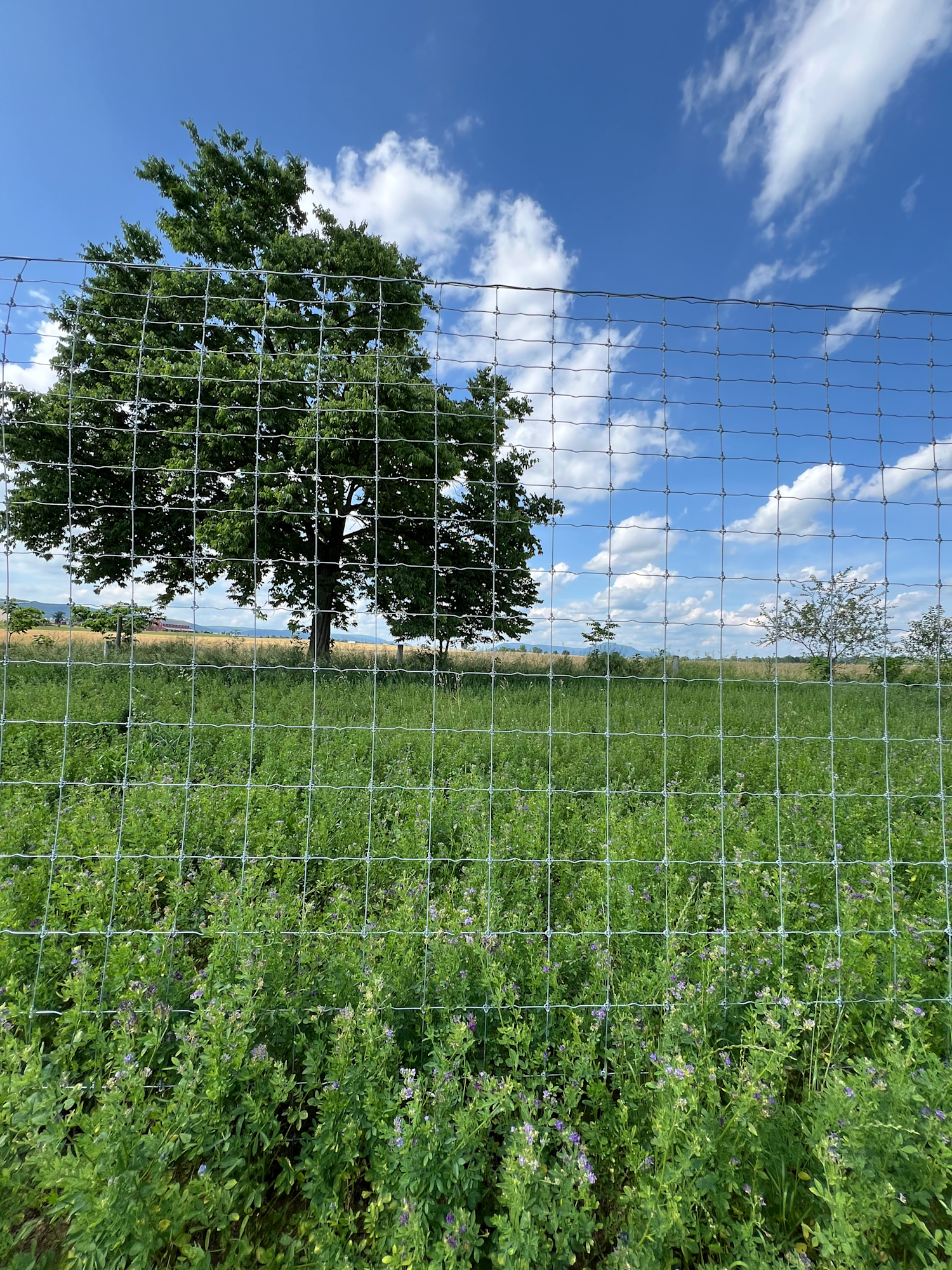 Wildlife-friendly fencing at our Blairs Valley Solar Farm in PA