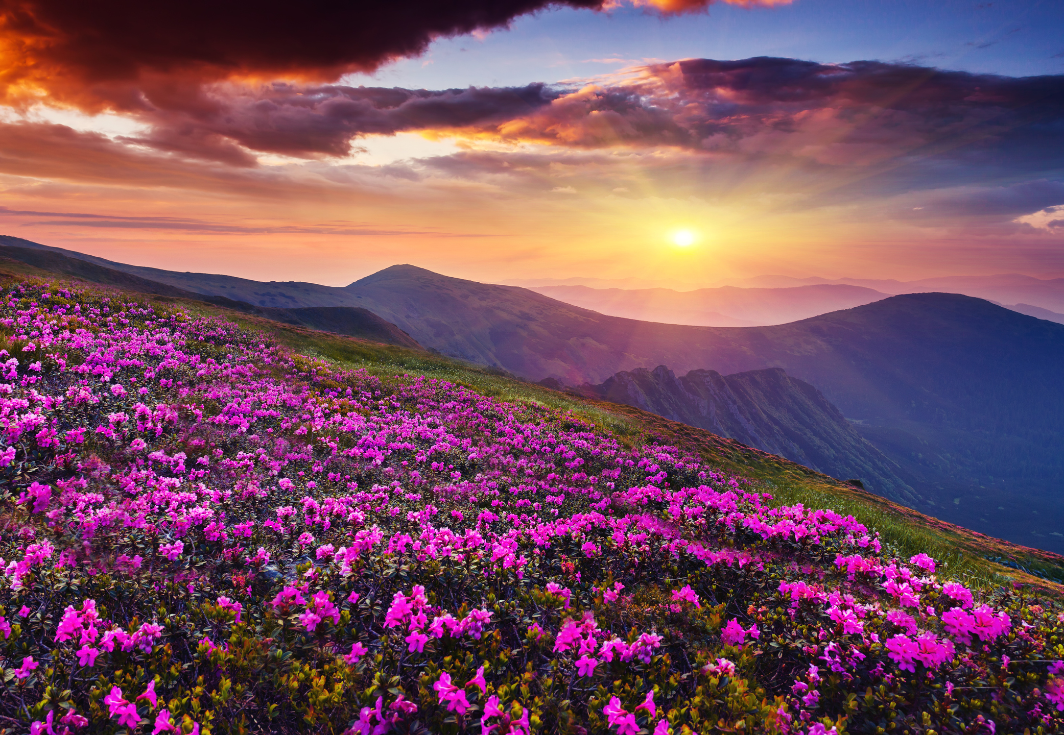 Panorama of a field with flowers and mountains