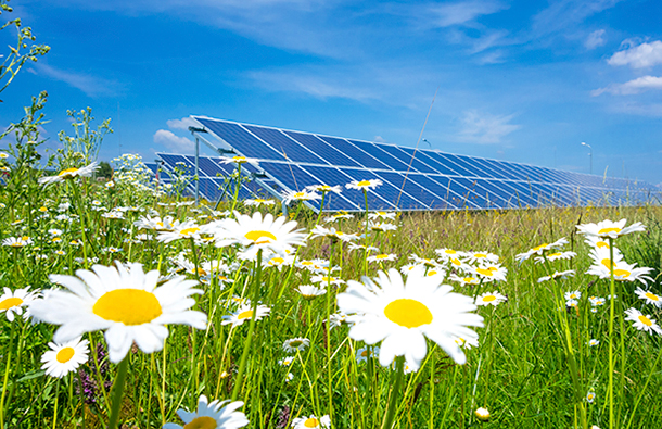 solar farm with daisies 