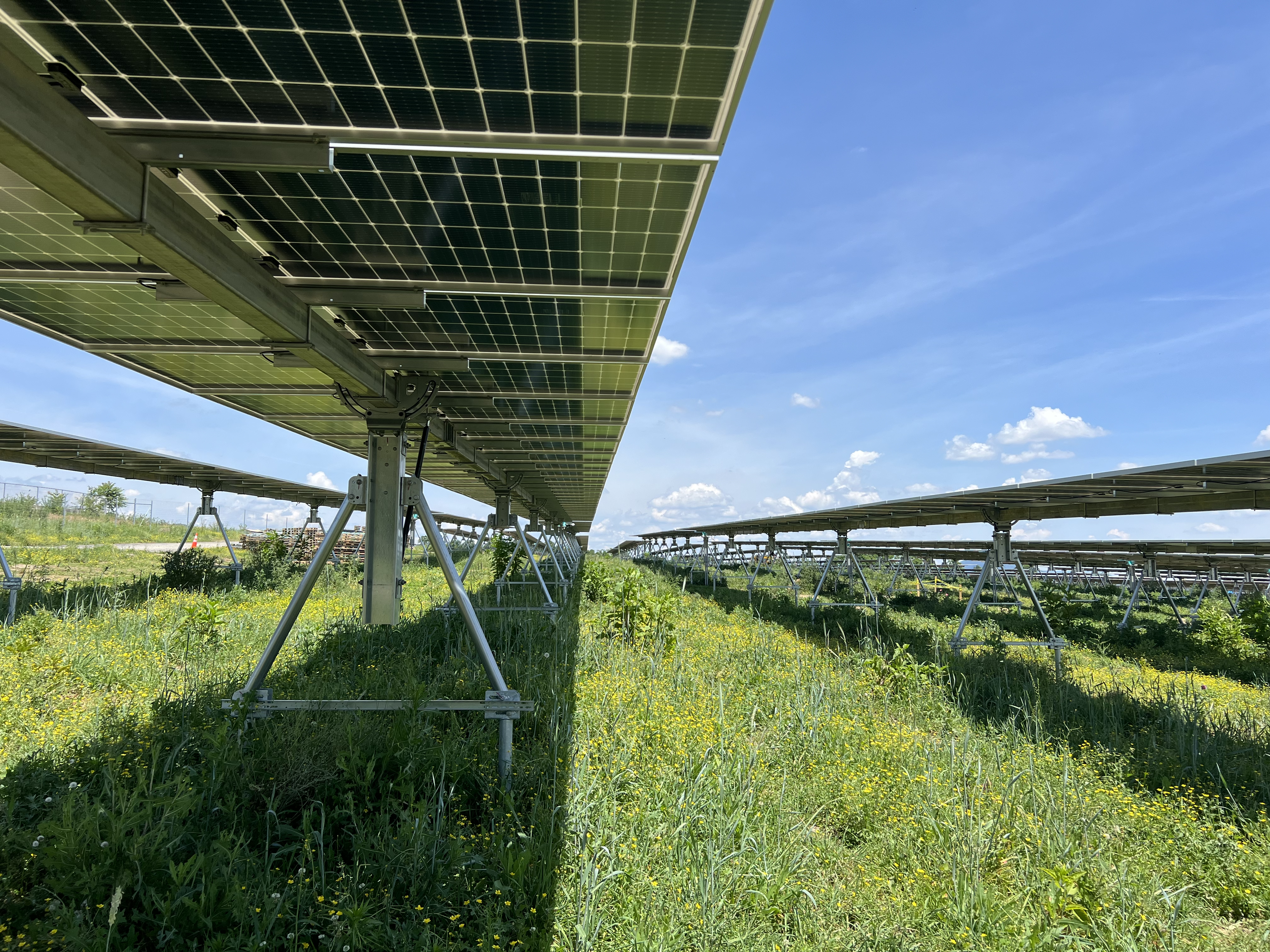 Pollinator friendly flowers below solar panels at CleanChoice Energy's Blairs Valley Solar Farm in Pennsylvania