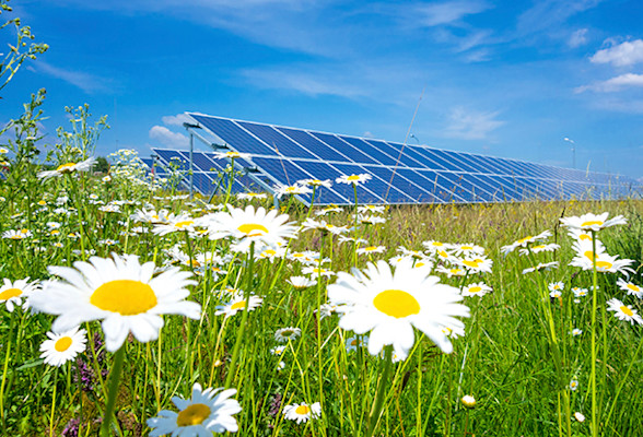 Solar panels with daisies
