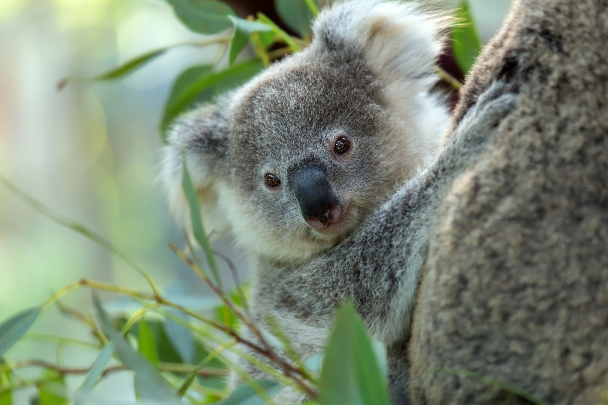 koala in a tree