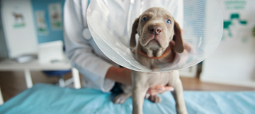 8 Ways to Pay Down Veterinary Bills