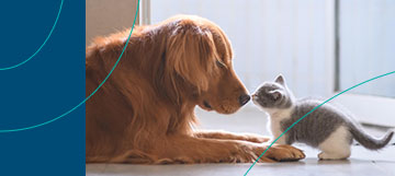 Can I Afford to Become a Pet Parent?