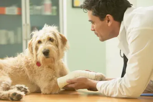 Vet looking at dog on table with a broken leg.
