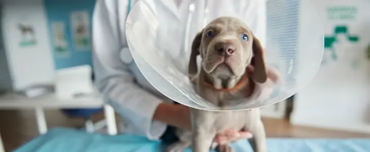 A veterinarian gently holds a puppy wearing a protective cone after a medical procedure.