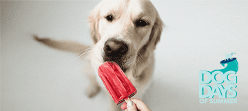 Cool, Low-Cost, DIY Dog Treats