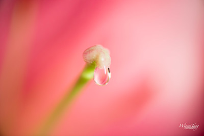 A Dewdrop's Kiss