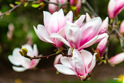 Magnolia in Bloom