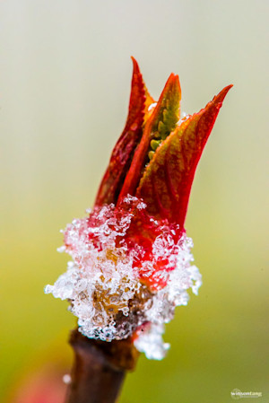 A Touch of Frost