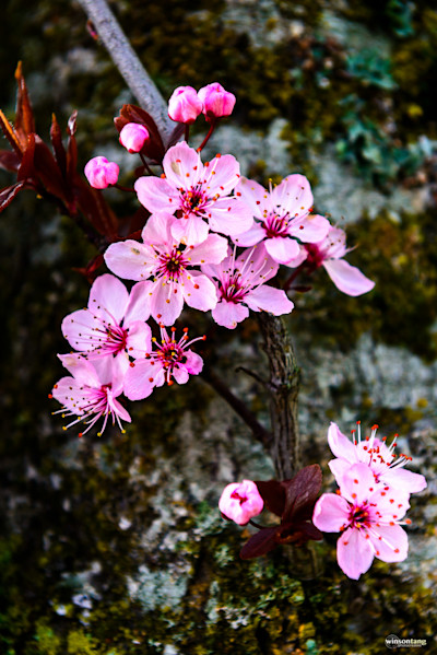 A Tapestry of Blossoms