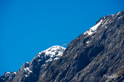 Soaring Above Milford Sound