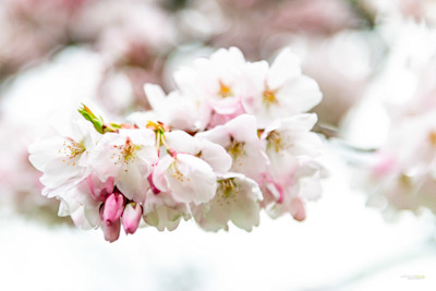 Cloud of Blossoms