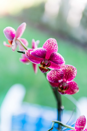 Orchid Elegance