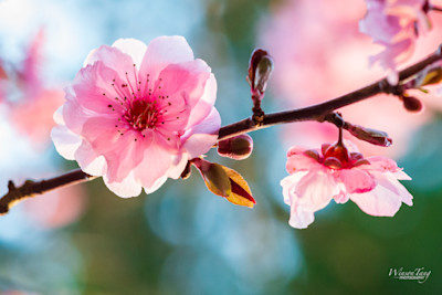 Sunlit Bloom