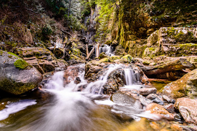 Flowing Through the Forest