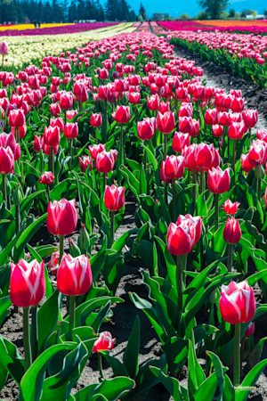 A Tapestry of Red and White